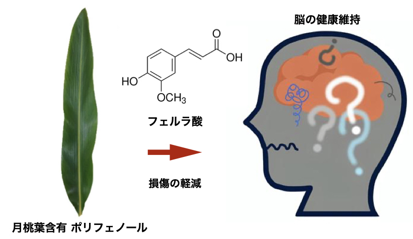 月桃ポリフェノールによる認知症予防