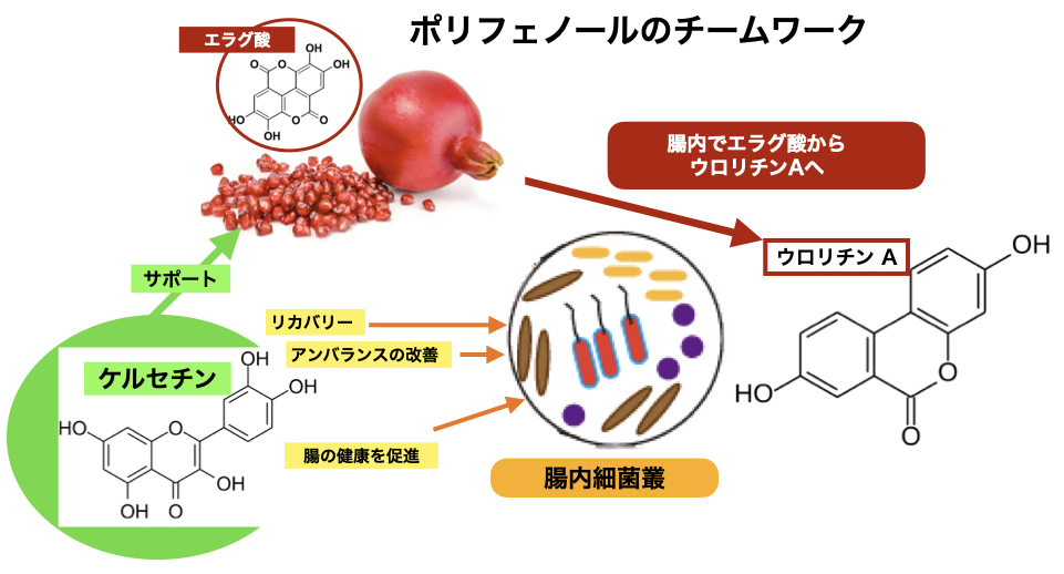 ポリフェノールのチームワークによるはたらき