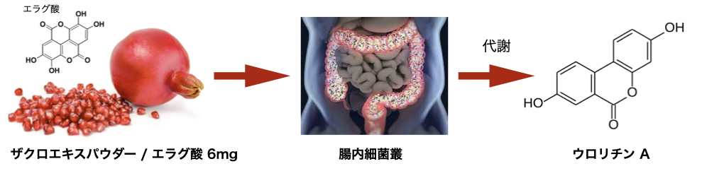 エラグ酸とウロリチンのパワー