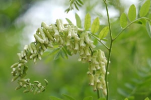 シンビオティックウォーター：クララ（クジン）